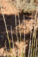 Image of Aristida nitidula (Henrard) S. T. Blake