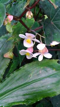 Image of Begonia lukuana Y. C. Liu & C. H. Ou