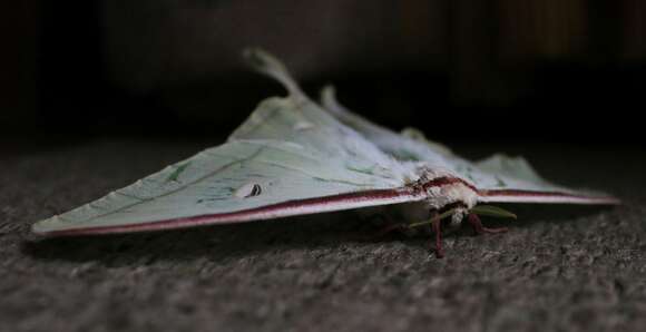 Image of Indian Luna Moth