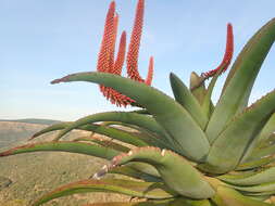 Aloe candelabrum A. Berger resmi