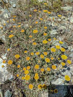 Image of Siskiyou buckwheat