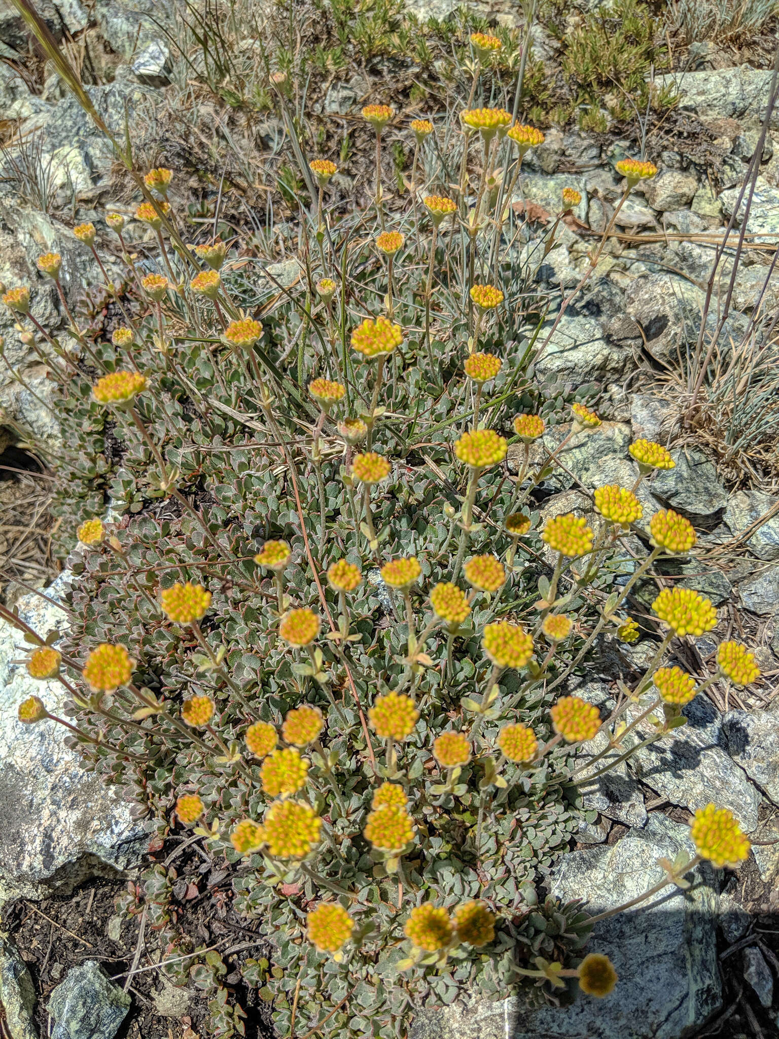 Image of Siskiyou buckwheat