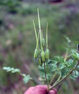 Image of Erodium hoefftianum C. A. Meyer