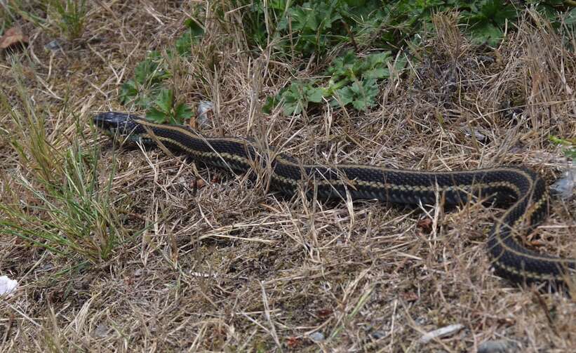 Image of Northwestern Garter Snake