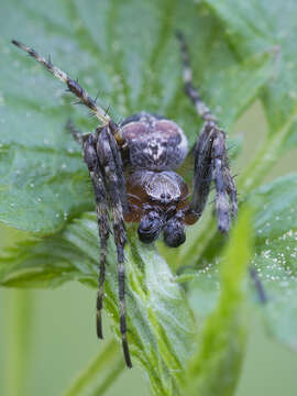 Image of Larinioides patagiatus (Clerck 1757)