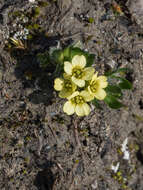 Image of Gredin's whitlowgrass