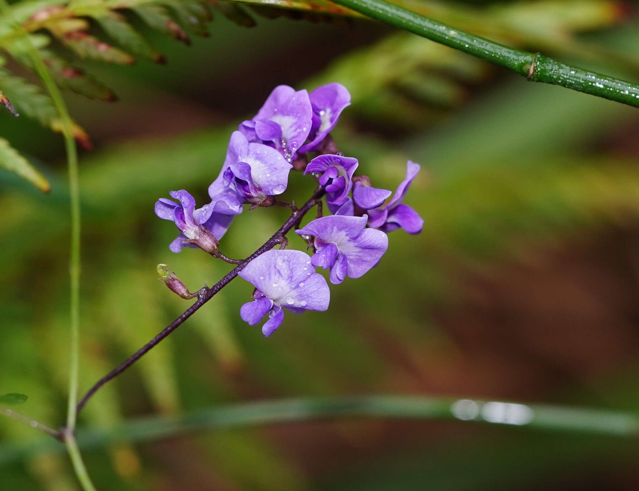 Glycine clandestina Wendl. resmi