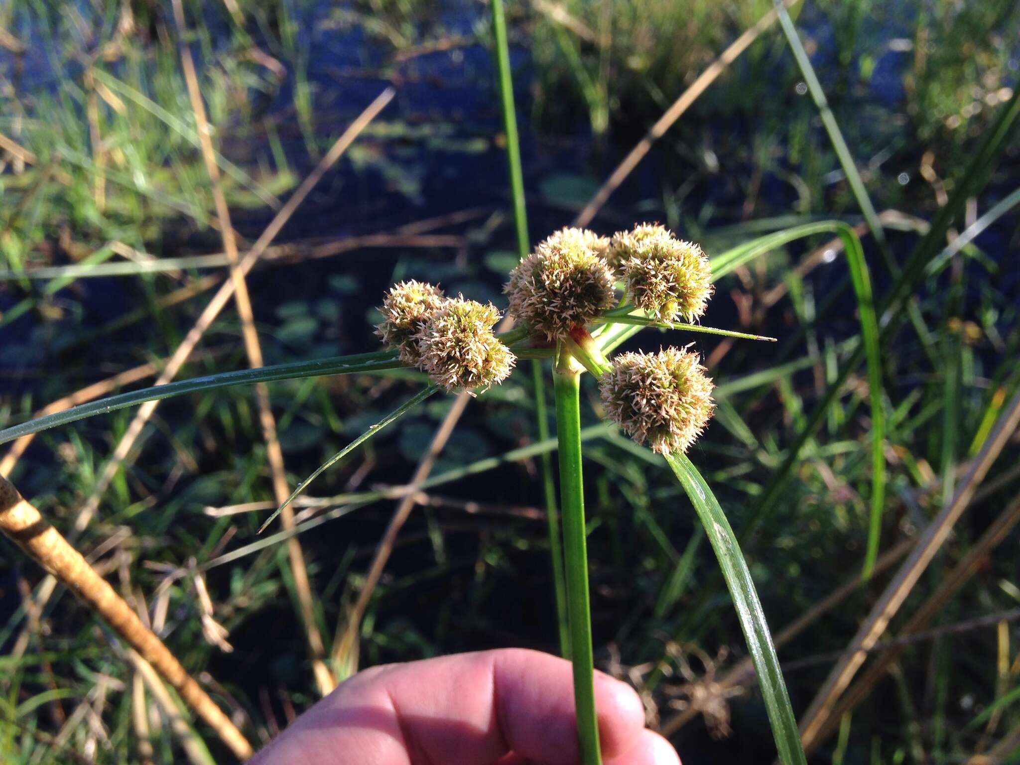 Plancia ëd Cyperus blepharoleptos Steud.