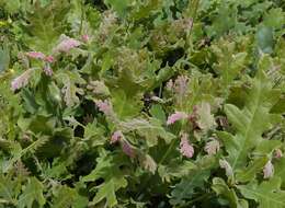 Image of Iberian white oak