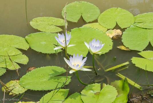 Image of blue star water-lily