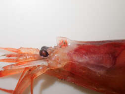 Image of pink glass shrimp