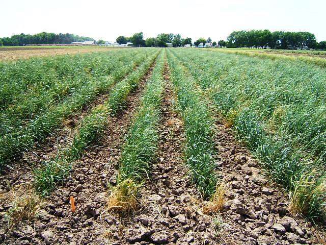 Image of intermediate wheatgrass