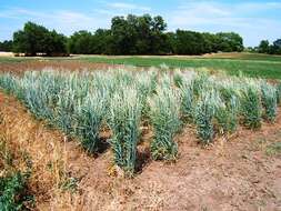 Image of intermediate wheatgrass