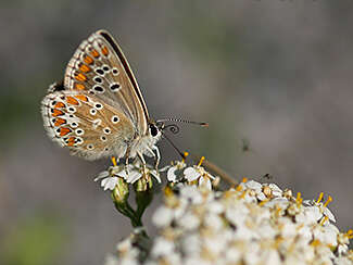 Image of Aricia artaxerxes