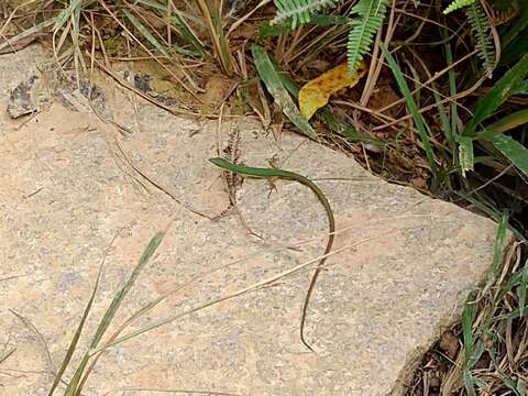 Image of Koshun Grass Lizard