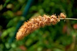 Image of Foxtail millet