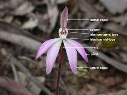 Image de Caladenia fuscata (Rchb. fil.) M. A. Clem. & D. L. Jones