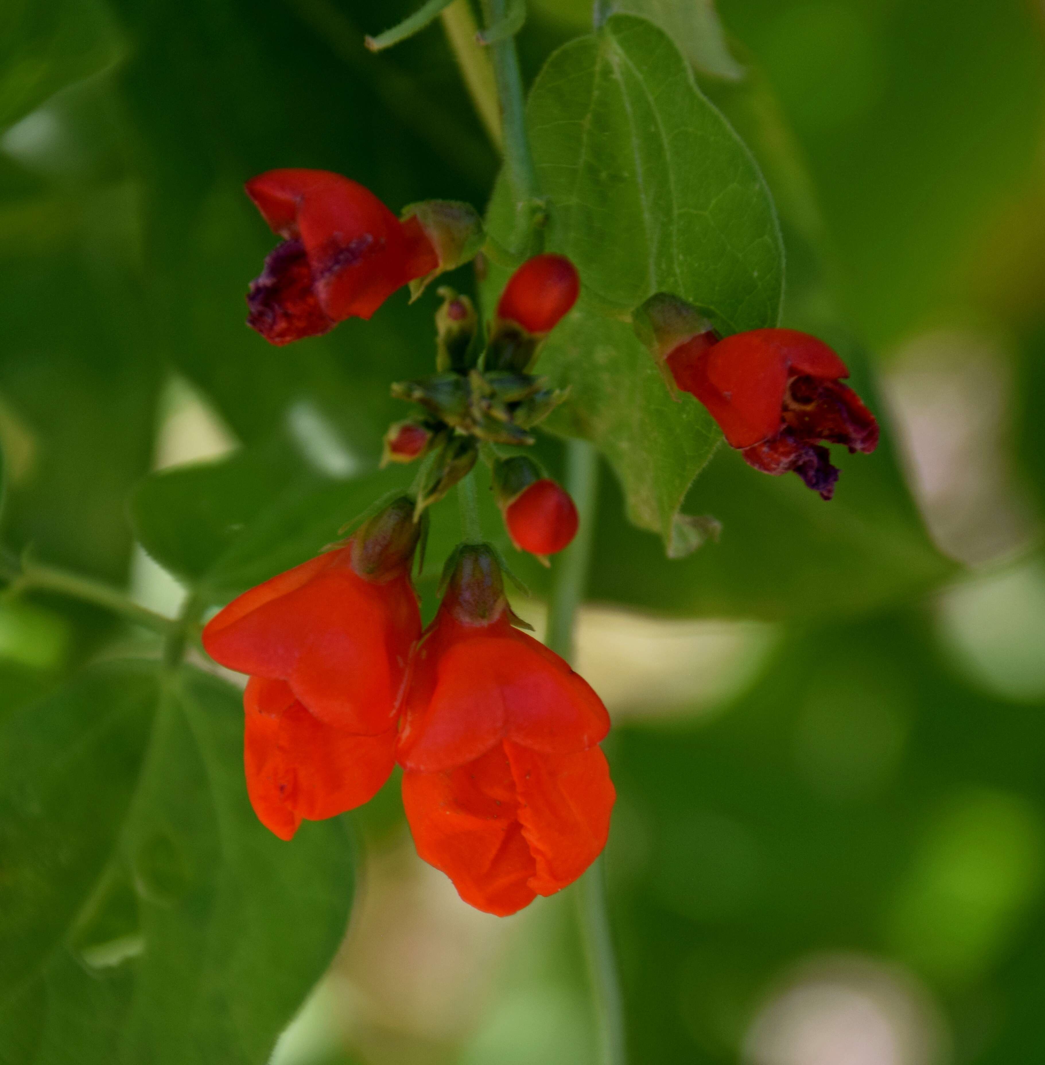 Image of scarlet runner