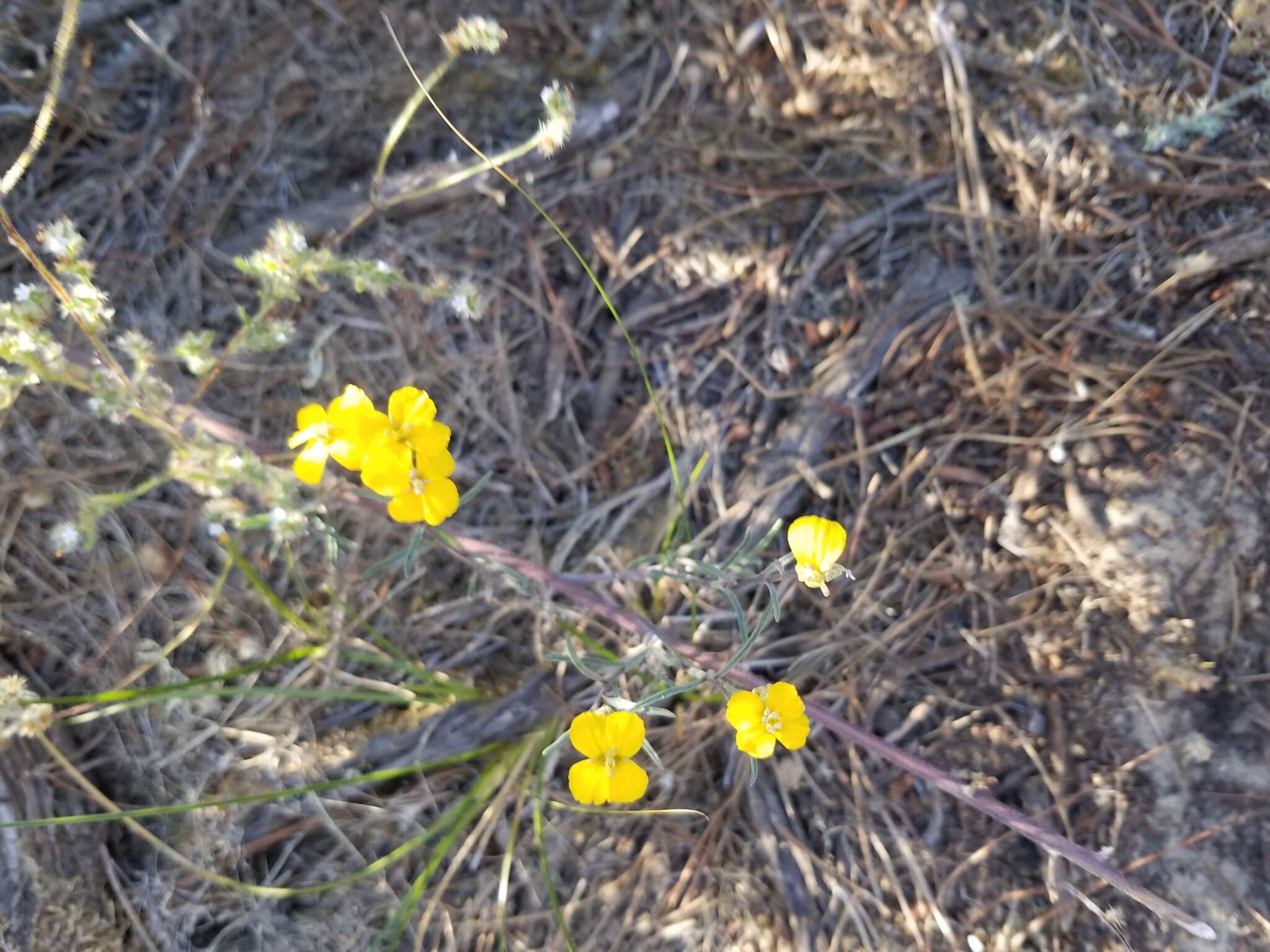 Image of Erysimum suffrutescens (Abrams) Rossbach