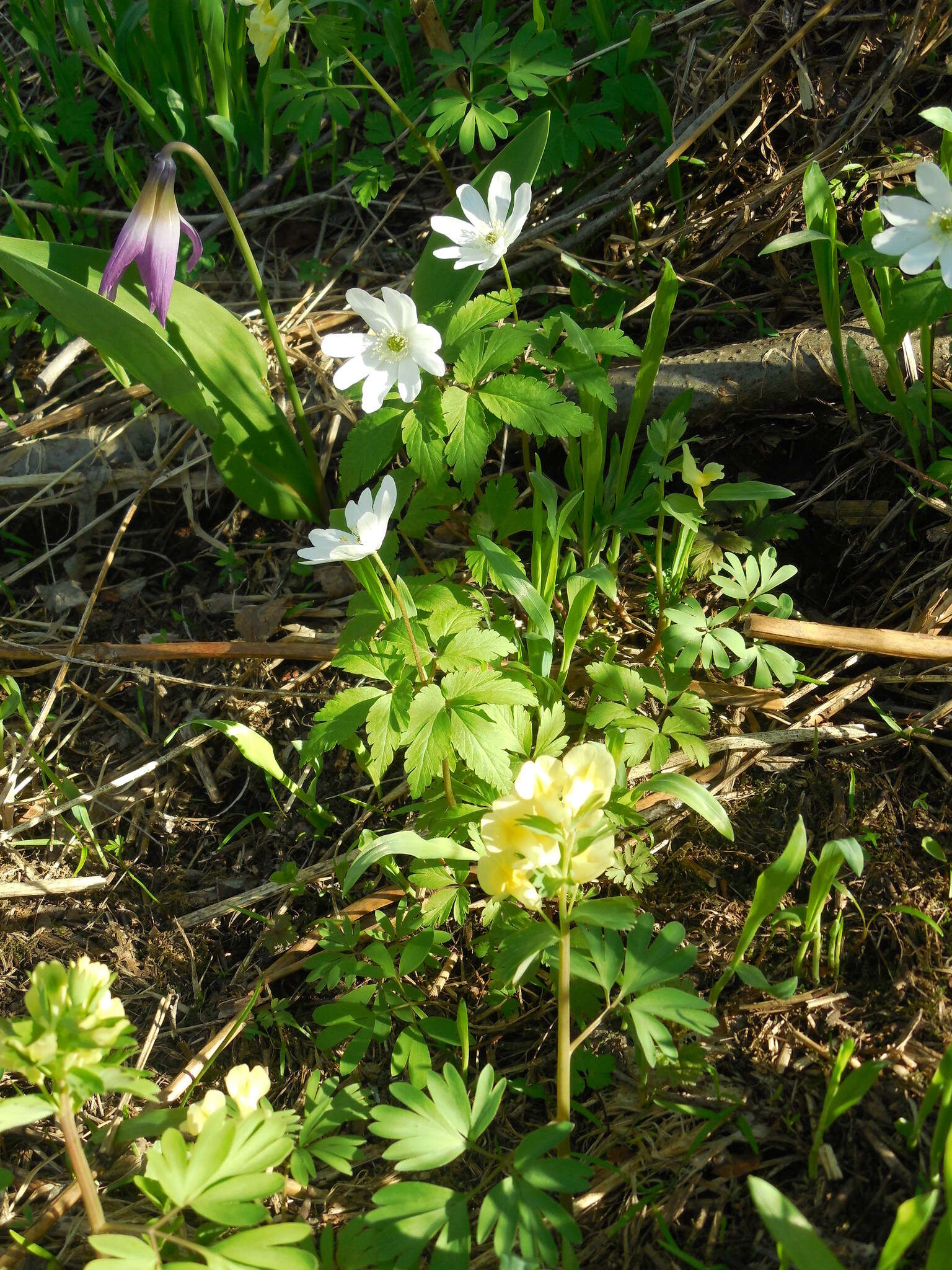 Anemone altaica Fisch. ex C. A. Mey.的圖片