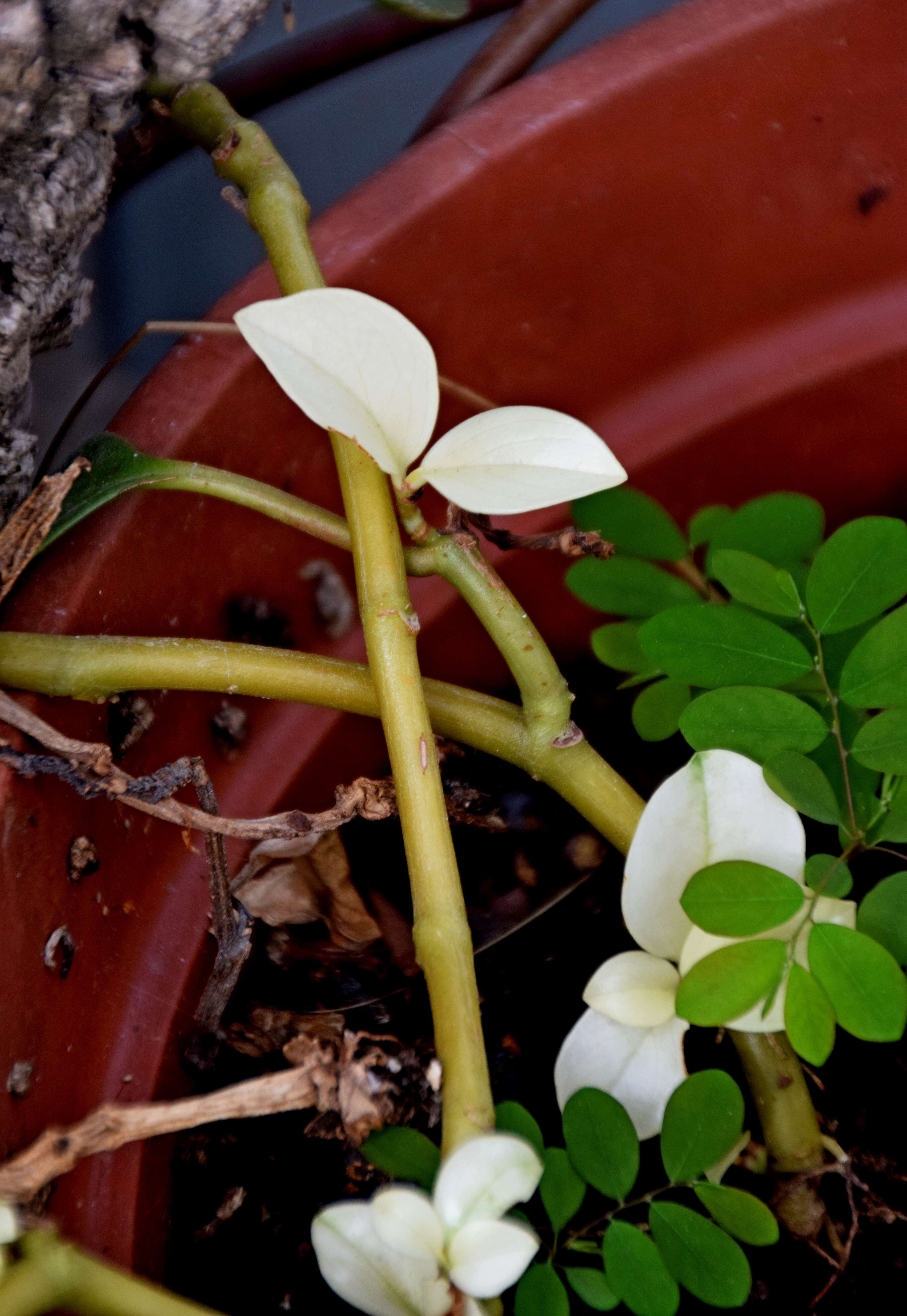 Peperomia obtusifolia (L.) A. Dietr. resmi