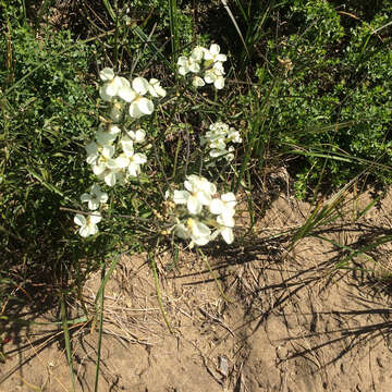 Слика од Erysimum franciscanum Rossbach