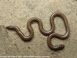 Image of Müller's Earth Snake