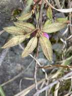 Imagem de Rhododendron rubropilosum Hayata