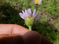 Image of Glacier Fleabane