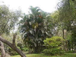 Image of Areca Palm