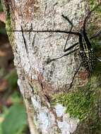 Image of Ptychodes taeniotoides Thomson 1865