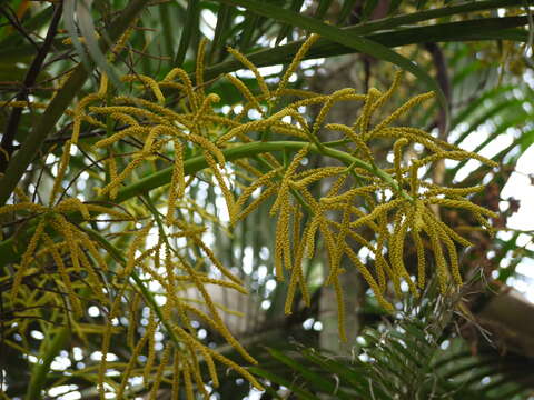 Image of Areca Palm