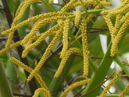 Sivun Dypsis lutescens (H. Wendl.) Beentje & J. Dransf. kuva