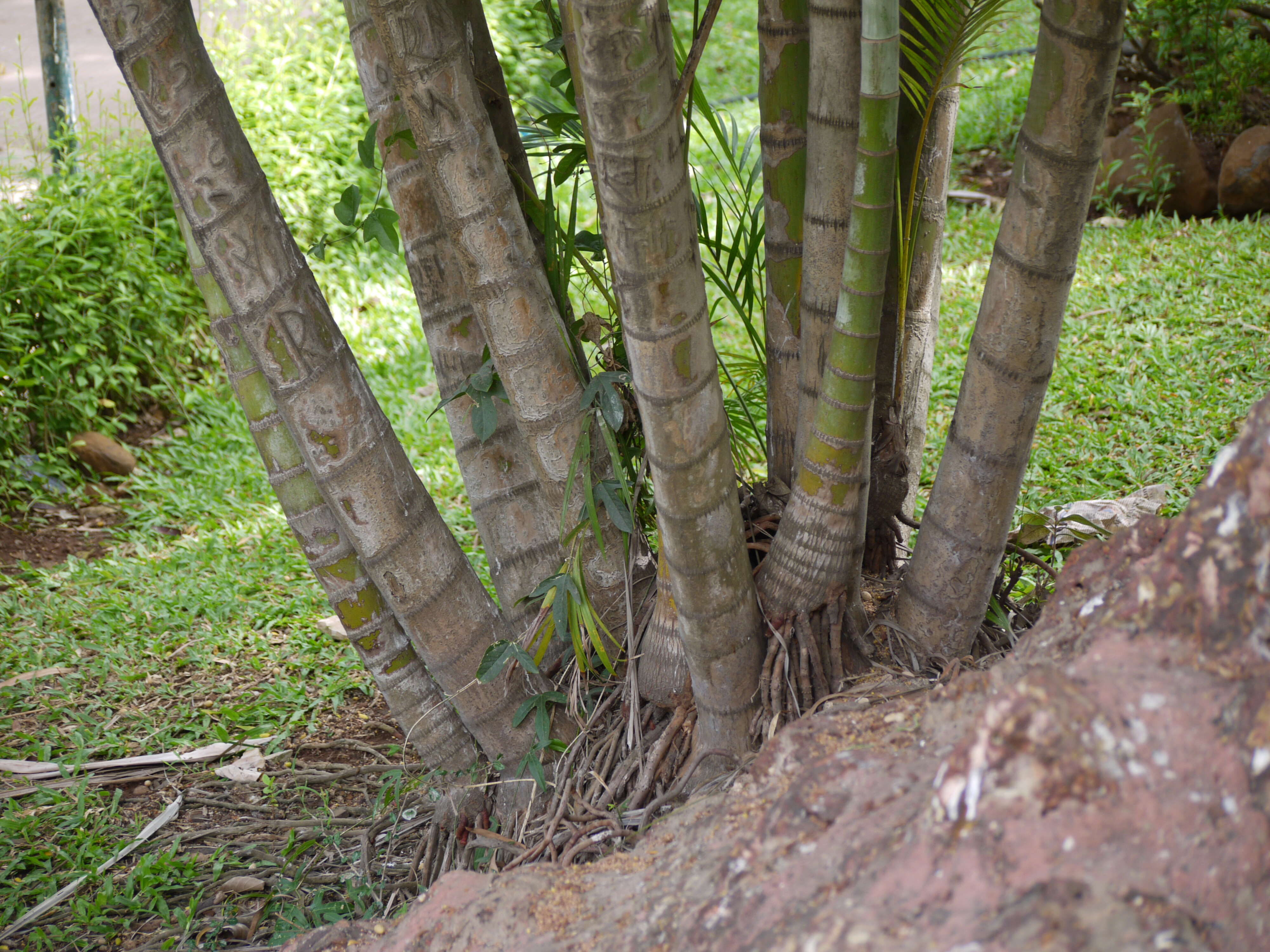 Sivun Dypsis lutescens (H. Wendl.) Beentje & J. Dransf. kuva