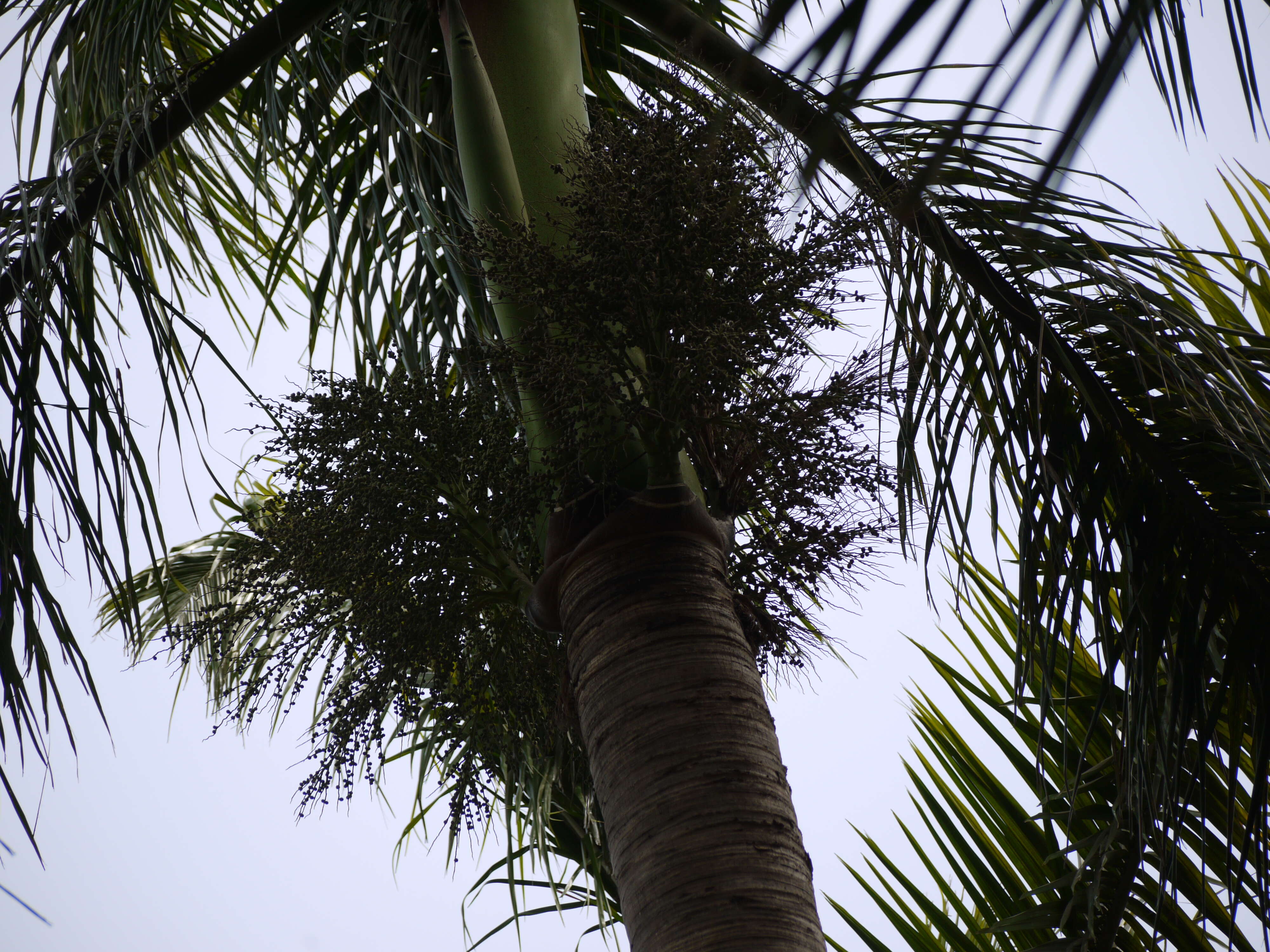 Image of Cuban Royal Palm