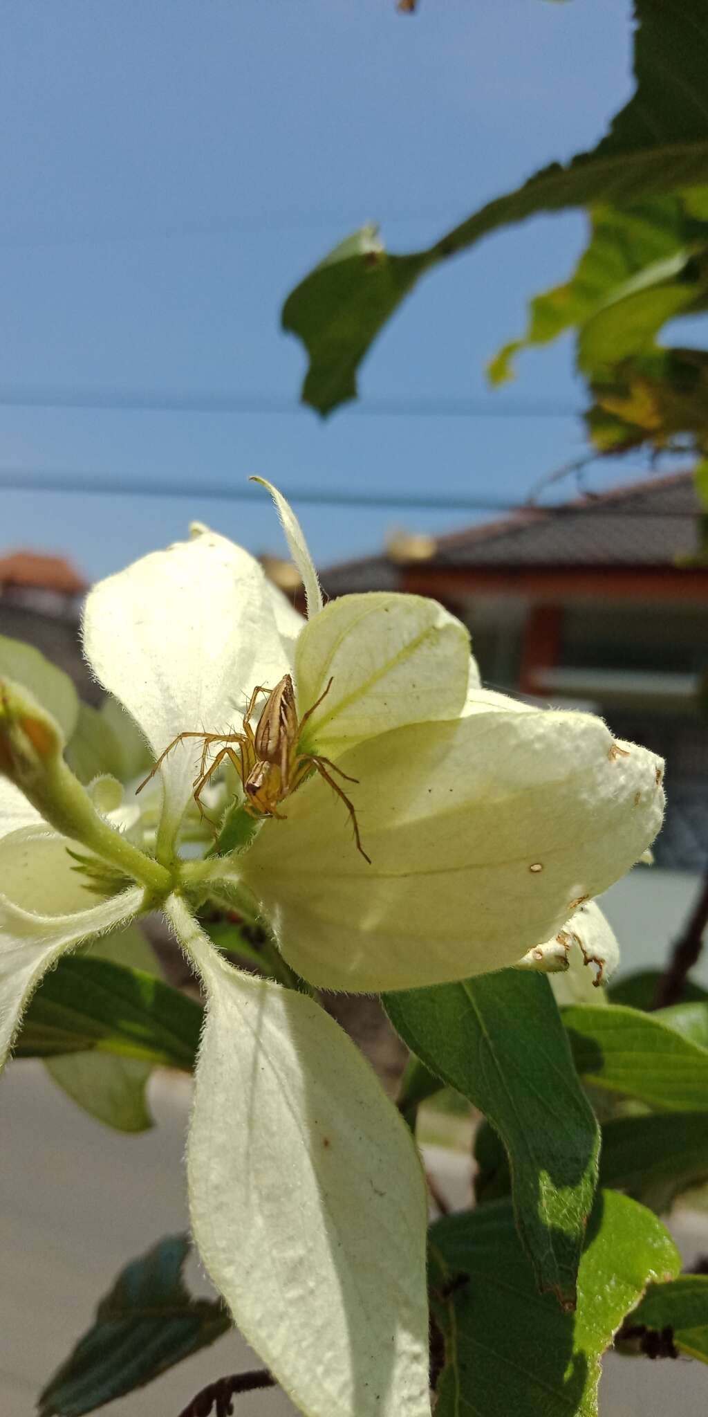 Image of Oxyopes javanus Thorell 1887