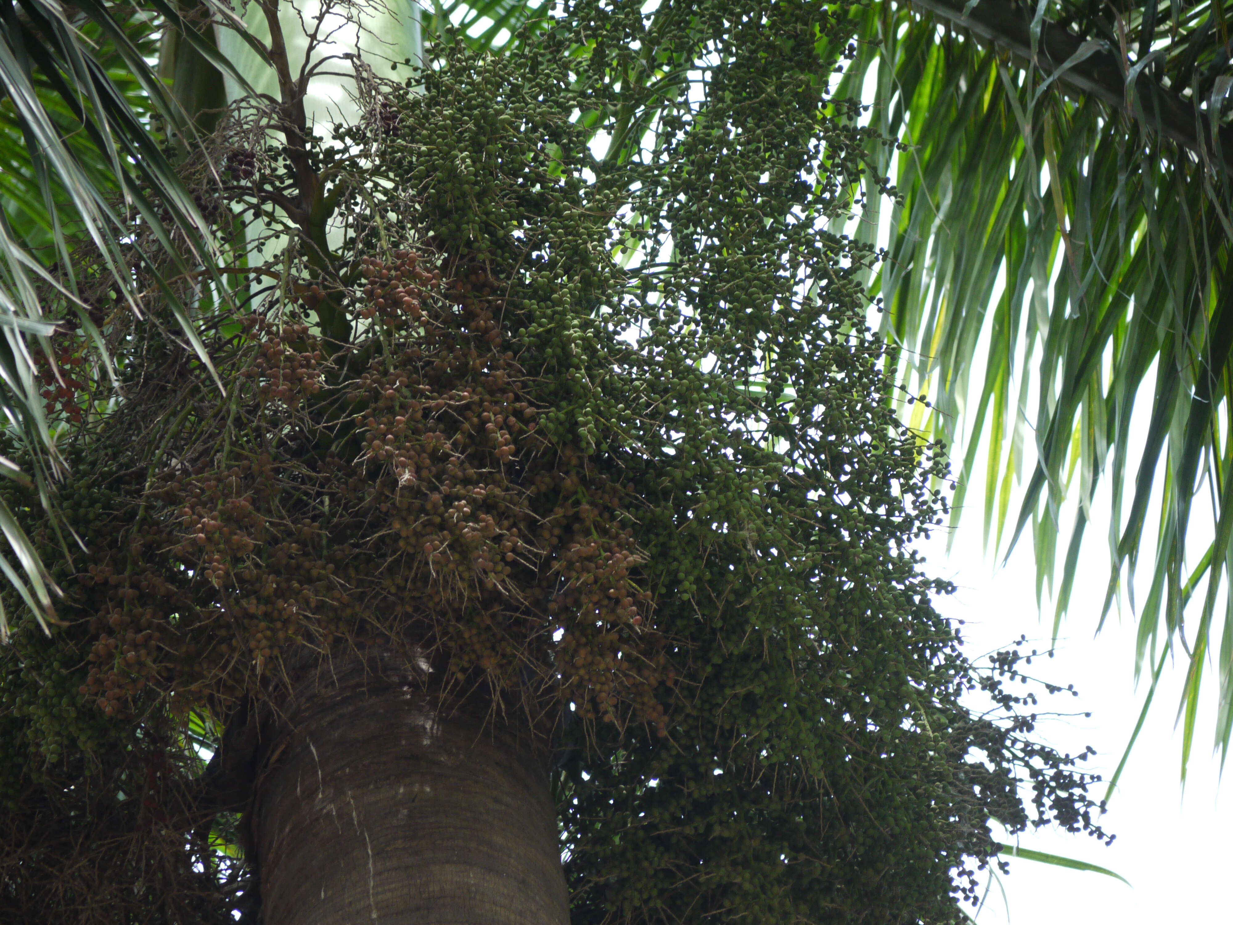 Image of Cuban Royal Palm