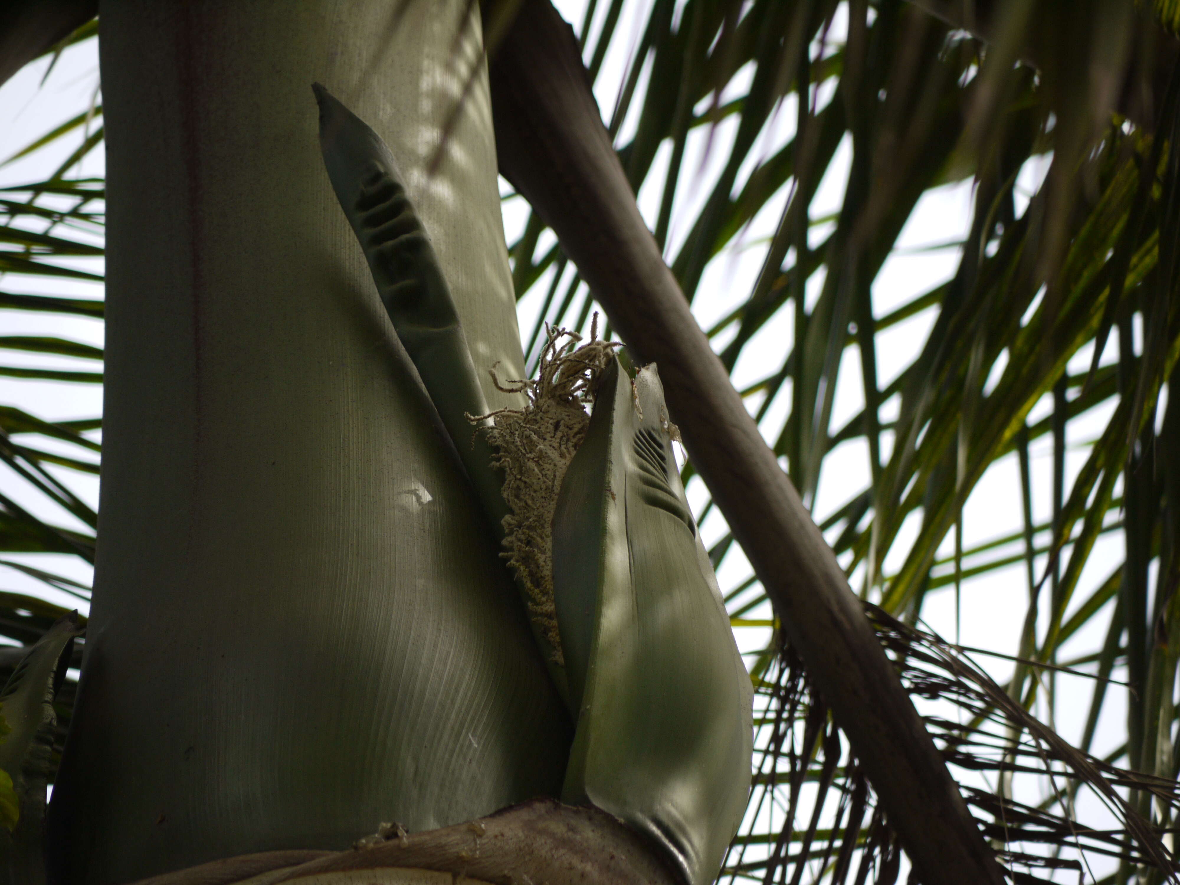 Image of Cuban Royal Palm