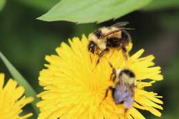 Image of Sanderson Bumble Bee