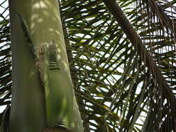 Image of Cuban Royal Palm