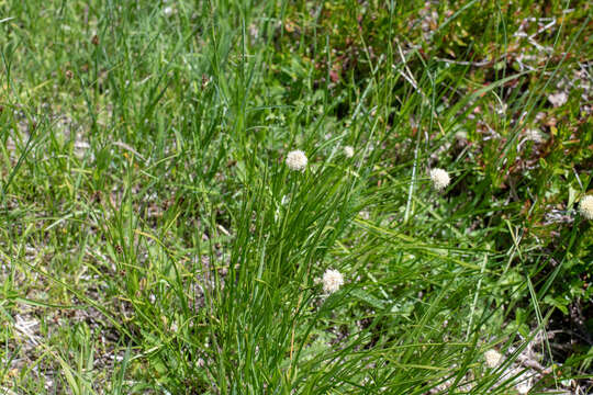 Image of Meadow's Cotton-Grass