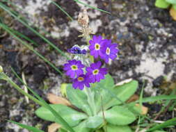 Image of Scottish primrose