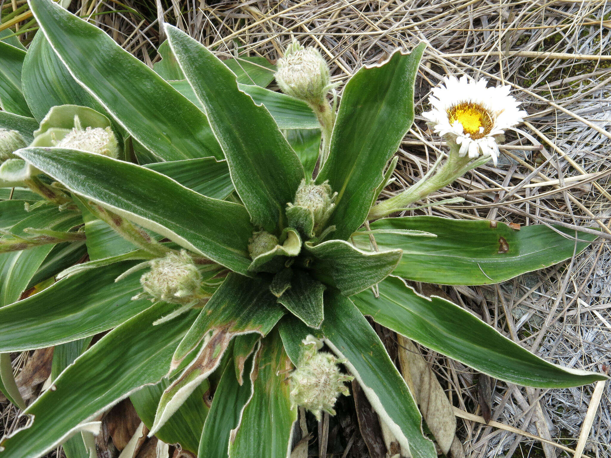 Plancia ëd Celmisia verbascifolia subsp. verbascifolia