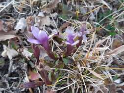 Image de Gentianella caucasea (Loddiges ex Sims) J. Holub