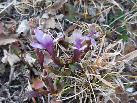 Sivun Gentianella caucasea (Loddiges ex Sims) J. Holub kuva