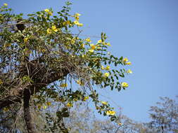 Image of golden trumpet