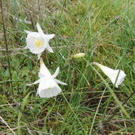 Image de Narcissus cantabricus DC.