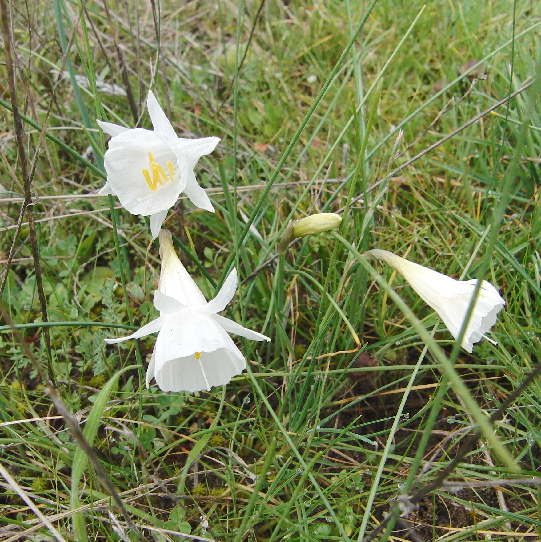 Image of Narcissus cantabricus DC.