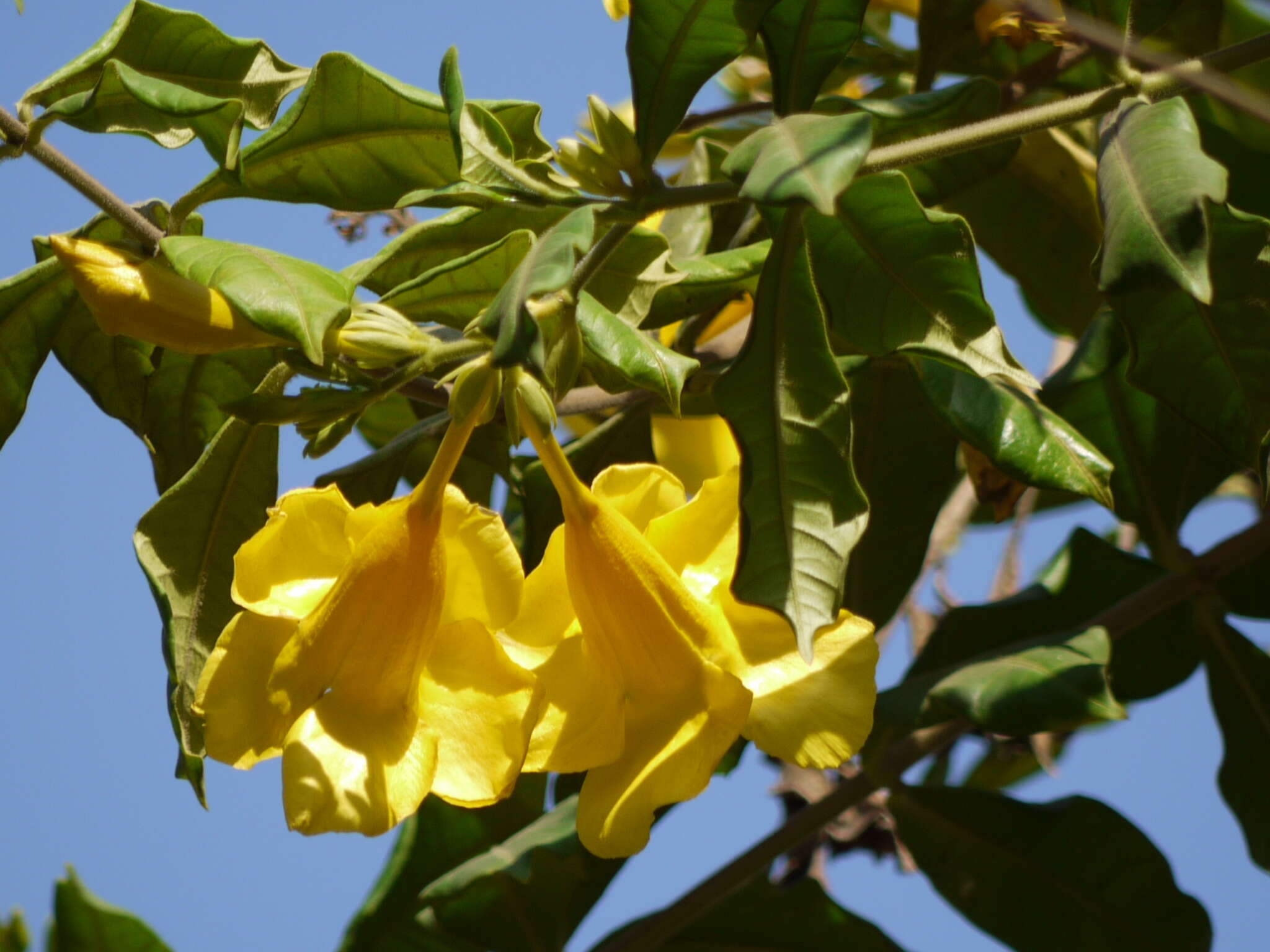 Image of bush allamanda