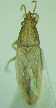 Image of Cymophyes